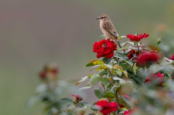 Amur Stonechat Unknown Spots Sun, 10/1/2023