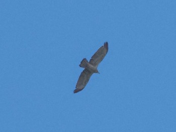 Crested Honey Buzzard 明神の森 Sun, 9/24/2023