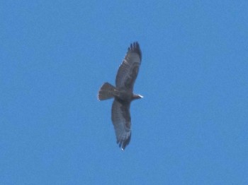 Crested Honey Buzzard 明神の森 Sun, 9/24/2023