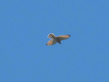 Grey-faced Buzzard 明神の森 Sun, 9/24/2023