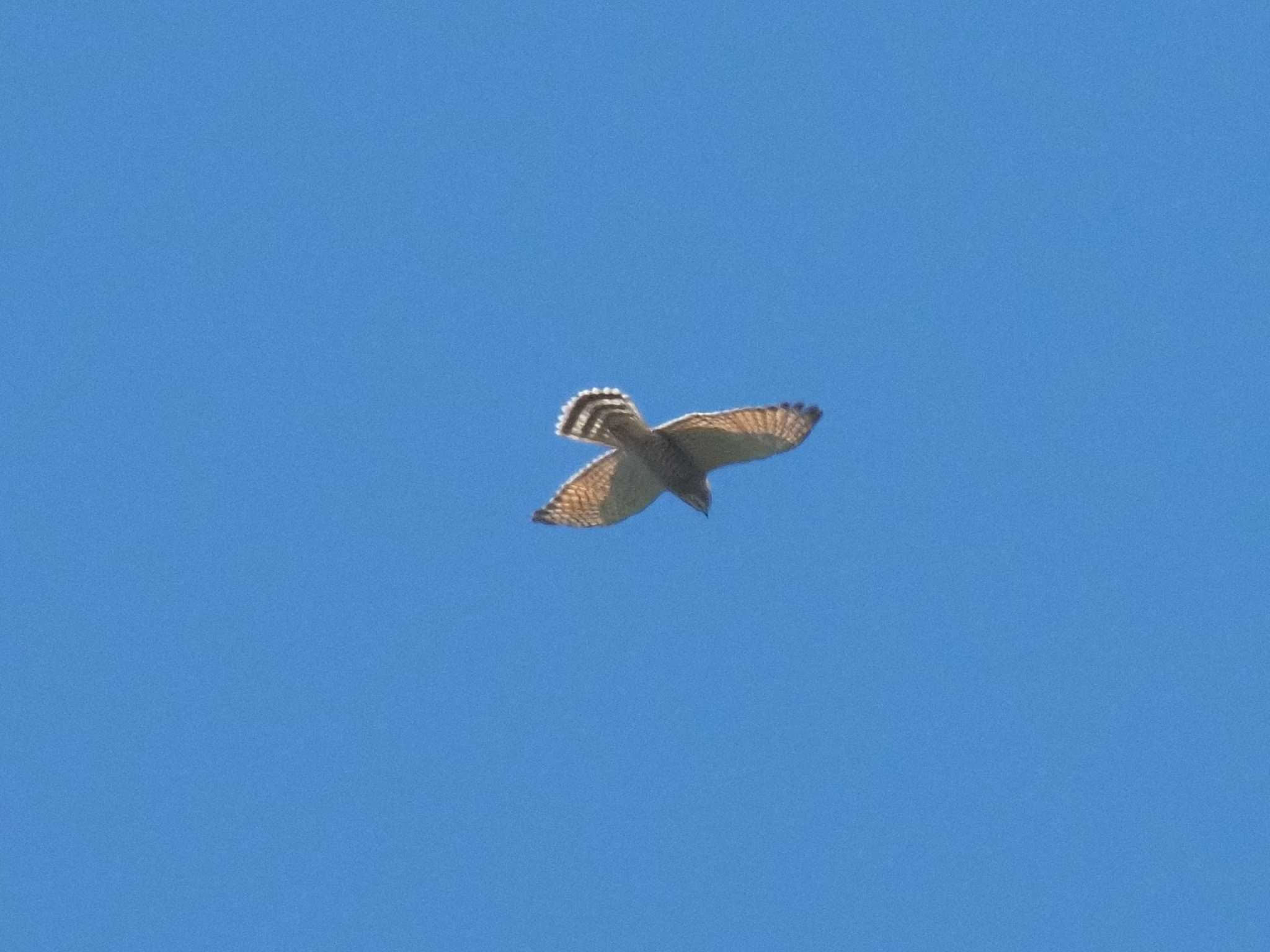 Photo of Grey-faced Buzzard at 明神の森 by MaNu猫