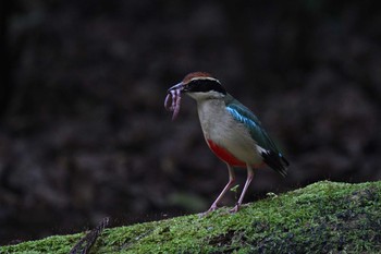 ヤイロチョウ 場所が不明 2023年7月29日(土)