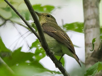 2023年10月1日(日) 宮城沢林道(札幌市西区)の野鳥観察記録