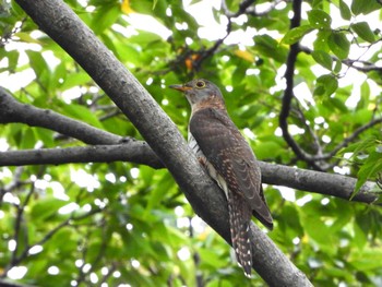 Oriental Cuckoo マイフィールドa Sun, 10/1/2023