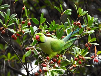 Indian Rose-necked Parakeet マイフィールドa Sun, 10/1/2023