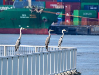 2023年9月10日(日) お台場海浜公園の野鳥観察記録