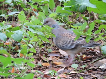 Oriental Turtle Dove Osaka castle park Sun, 10/1/2023