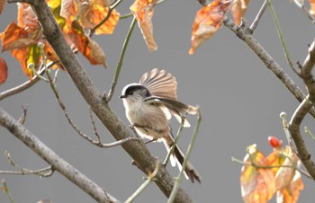 2023年10月1日(日) 大阪府の野鳥観察記録
