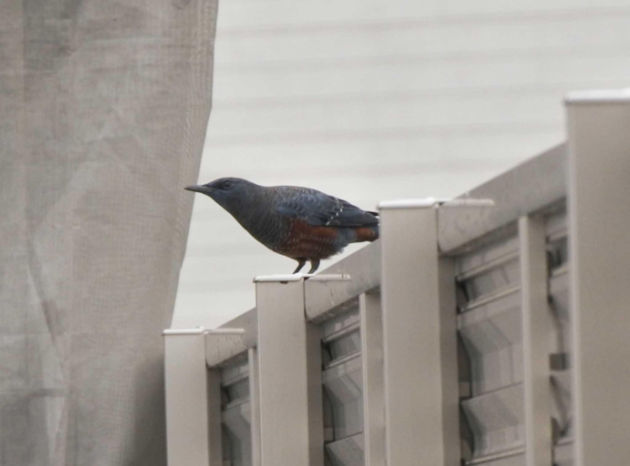 Photo of Blue Rock Thrush at 大阪府堺市 by ひないつ☃️ⓨⓤⓚⓘ達磨改