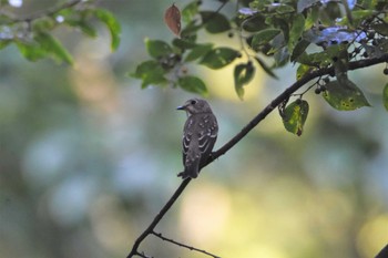 Grey-streaked Flycatcher 南阿蘇ビジターセンター Wed, 9/18/2019