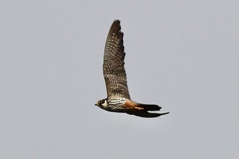 Eurasian Hobby 油山片江展望台 Sat, 9/30/2023