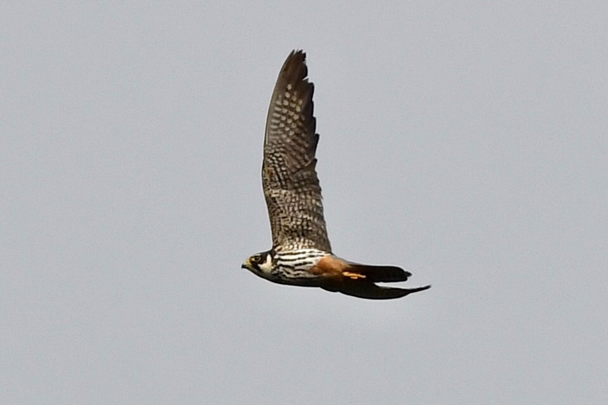 Photo of Eurasian Hobby at 油山片江展望台 by にょろちょろ