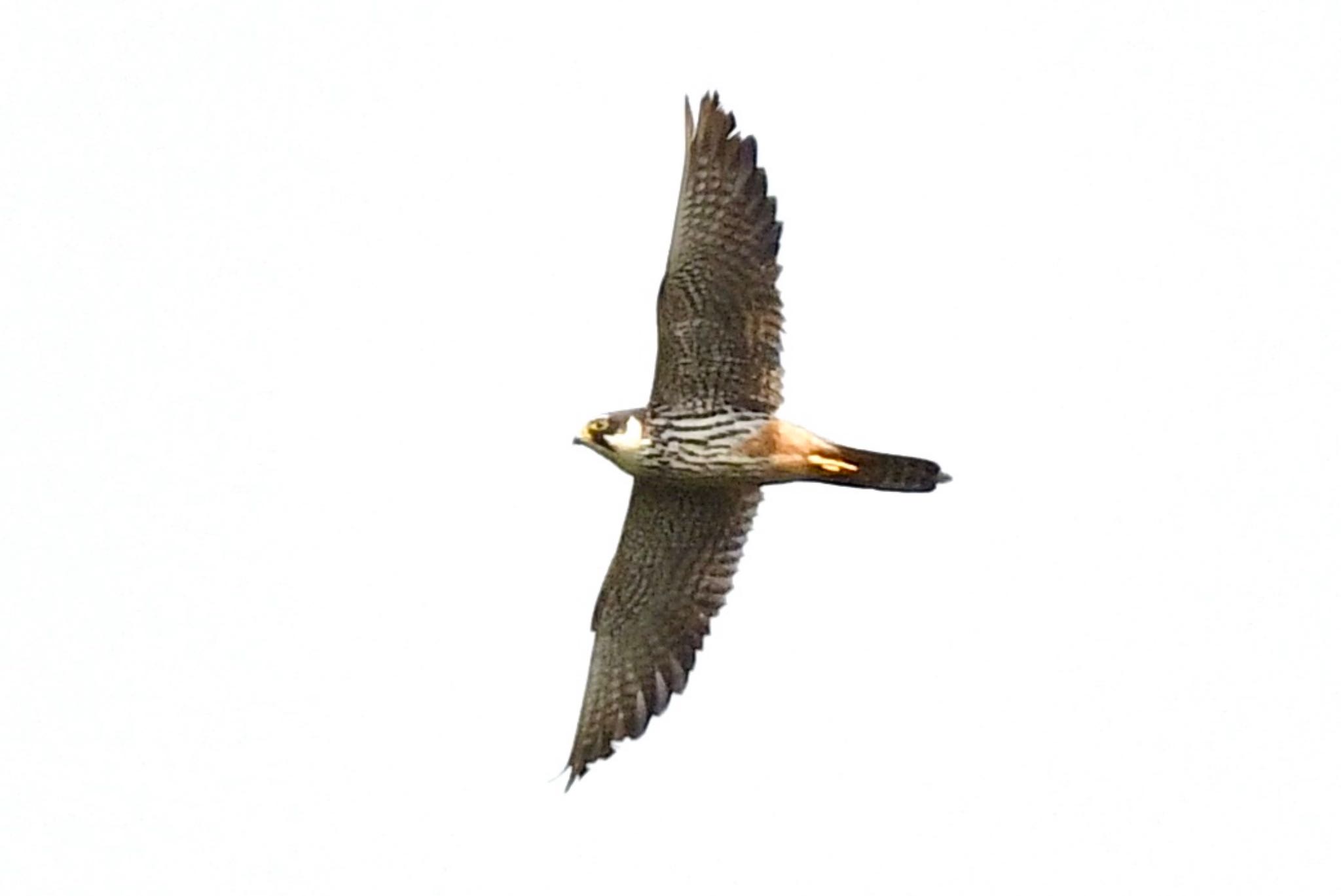 Photo of Eurasian Hobby at 油山片江展望台 by にょろちょろ