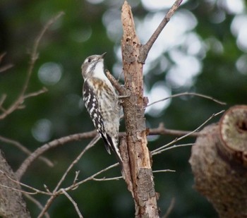 2023年10月1日(日) 東高根森林公園の野鳥観察記録