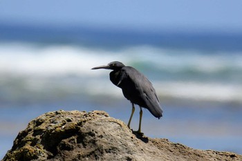 Pacific Reef Heron 大瀬海岸(奄美大島) Mon, 9/17/2018