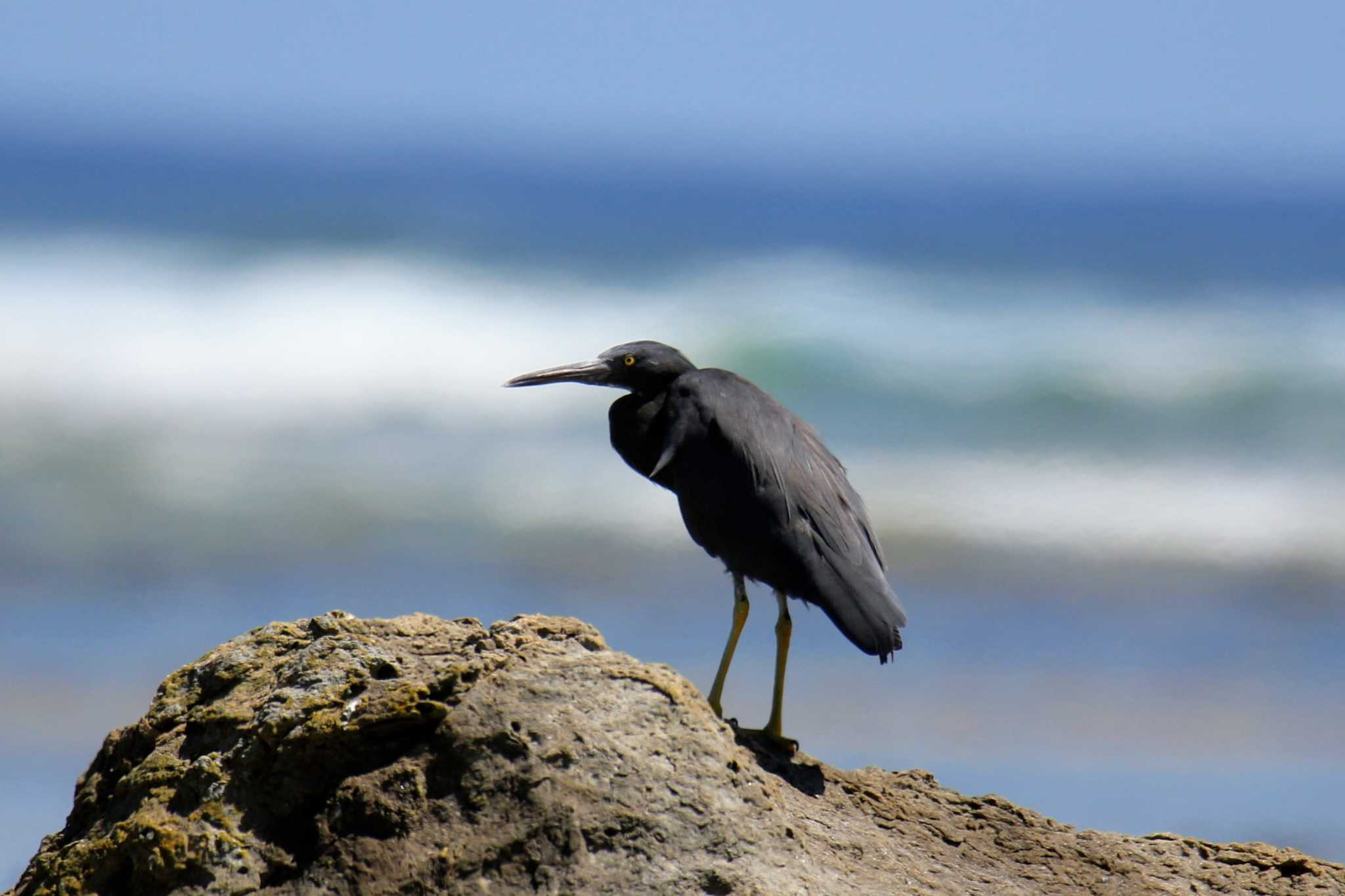 Photo of Pacific Reef Heron at 大瀬海岸(奄美大島) by はやぶさくん