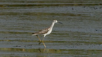 Marsh Sandpiper 磐田大池 Sun, 10/1/2023