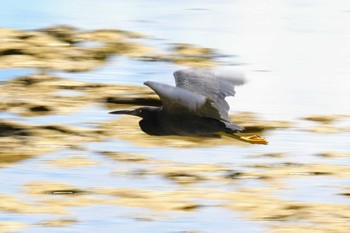 Pacific Reef Heron Amami Island(General) Mon, 9/17/2018