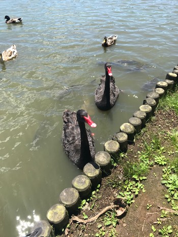 未同定 千波湖公園 2019年6月16日(日)