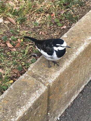 Wagtail 西武球場駐車場 Sat, 3/7/2020