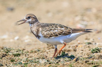 キョウジョシギ 魚住海岸 2023年9月16日(土)