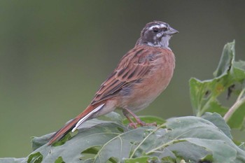 2018年9月17日(月) 滋賀県びわこ地球市民の森の野鳥観察記録