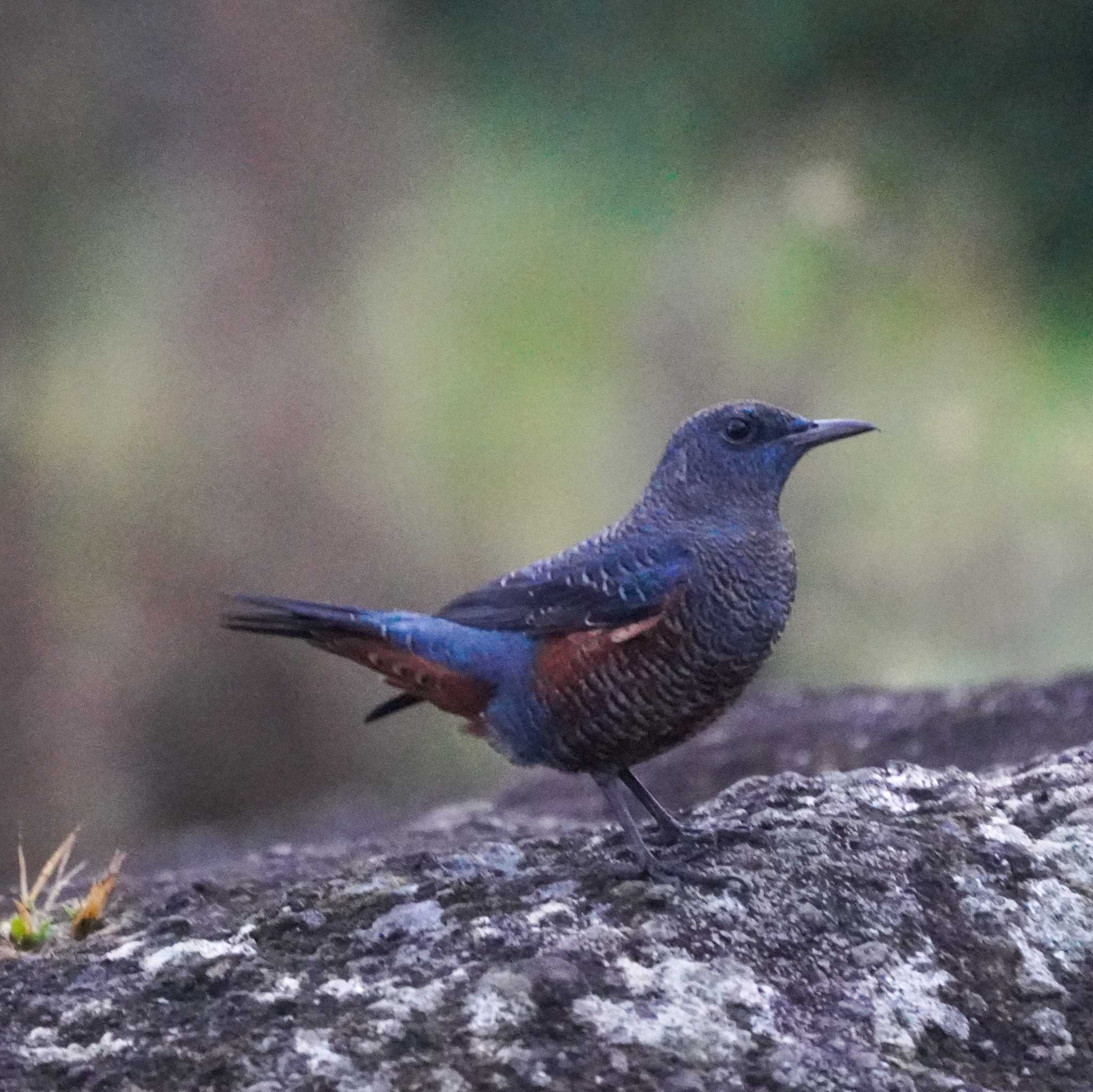 Photo of Blue Rock Thrush at 観音崎公園 by misa X