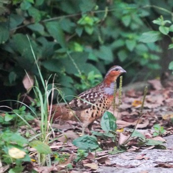 Chinese Bamboo Partridge 観音崎公園 Sun, 10/1/2023