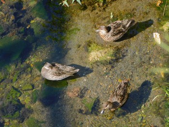 コガモ 平和の森公園、妙正寺川 2023年10月2日(月)