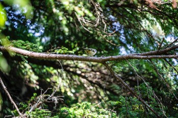 Goldcrest 林道富士線 Mon, 9/25/2023