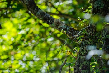 2023年9月25日(月) 林道富士線の野鳥観察記録