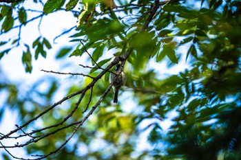 Coal Tit 林道富士線 Mon, 9/25/2023