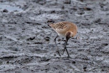 Black-tailed Godwit Isanuma Sun, 9/24/2023