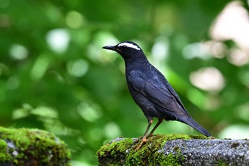 Siberian Thrush Unknown Spots Sat, 8/5/2023