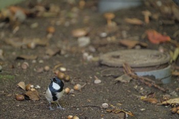 シジュウカラ 大沼公園(北海道七飯町) 2023年10月2日(月)