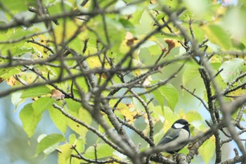 シジュウカラ 大沼公園(北海道七飯町) 2023年10月2日(月)