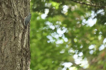 シロハラゴジュウカラ 大沼公園(北海道七飯町) 2023年10月2日(月)