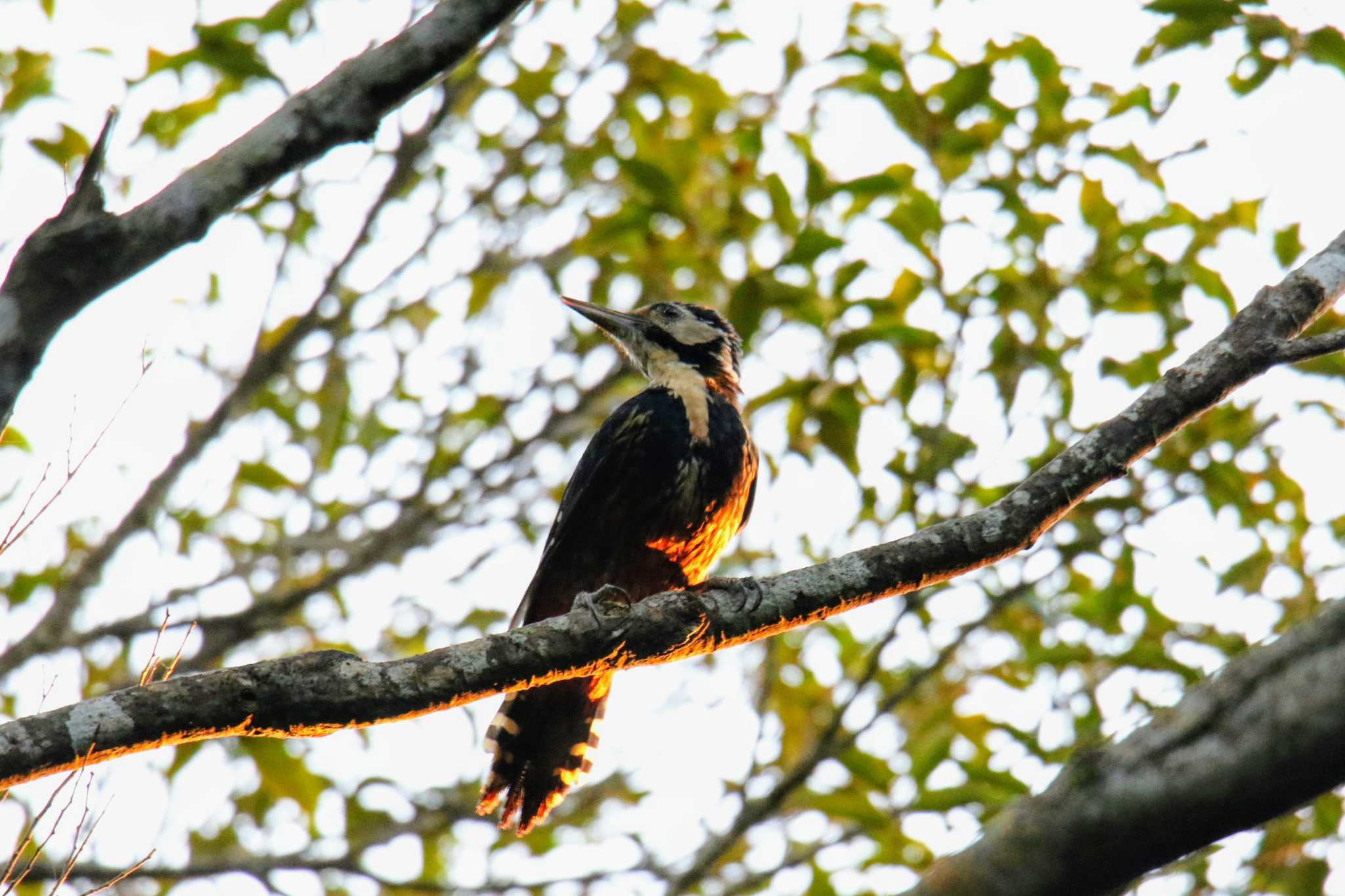 Photo of White-backed Woodpecker(owstoni) at Amami Island(General) by はやぶさくん