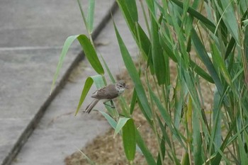 オオヨシキリ 埼玉県 2023年7月15日(土)