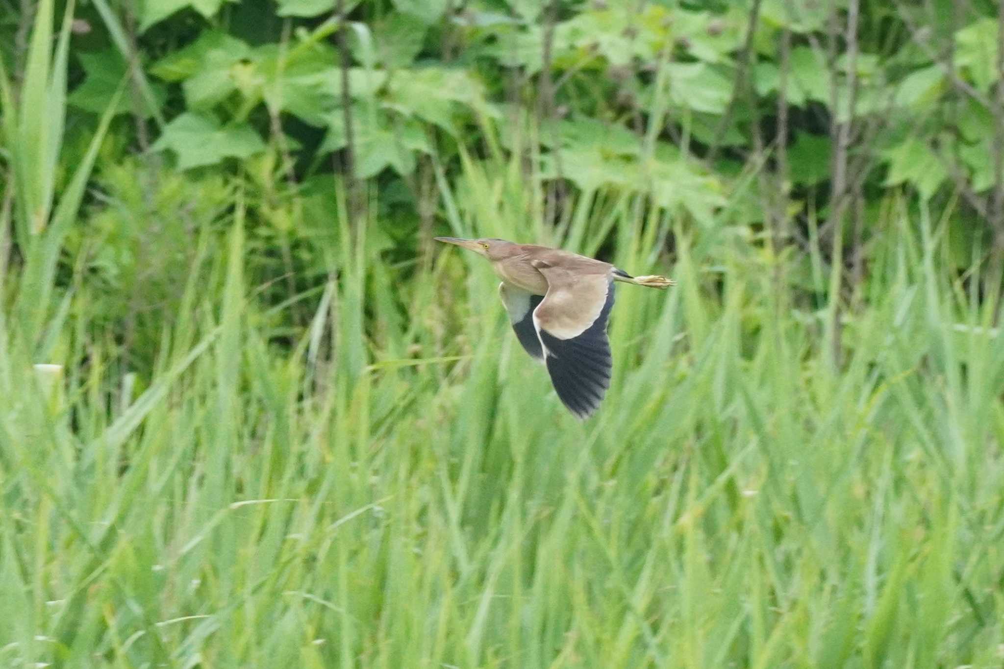 Photo of Yellow Bittern at 埼玉県 by どばと