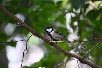 Japanese Tit 源兵衛川 Sun, 9/24/2023