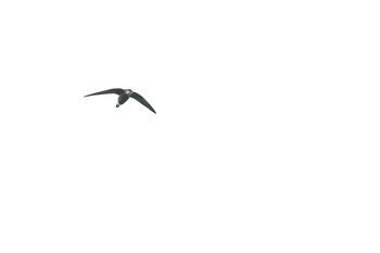 White-throated Needletail Unknown Spots Mon, 9/17/2018