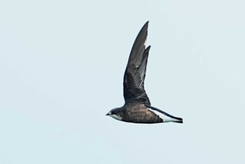 White-throated Needletail 東秩父村 Sun, 10/1/2023