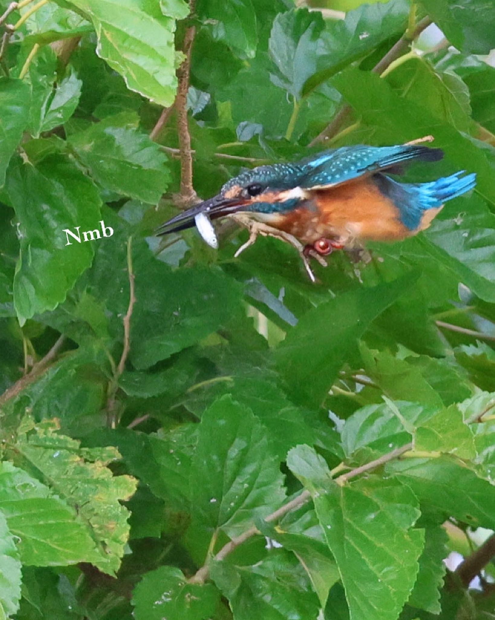 Photo of Common Kingfisher at  by soul.number.358