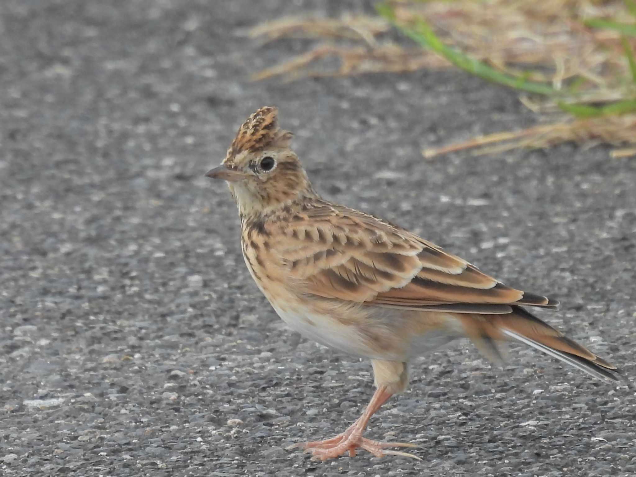 Eurasian Skylark