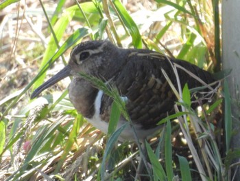 2023年10月2日(月) 三島江の野鳥観察記録