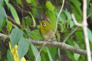 2023年10月1日(日) 早戸川林道の野鳥観察記録