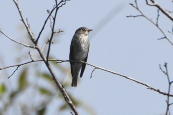 Dark-sided Flycatcher 南阿蘇ビジターセンター Sat, 10/7/2017