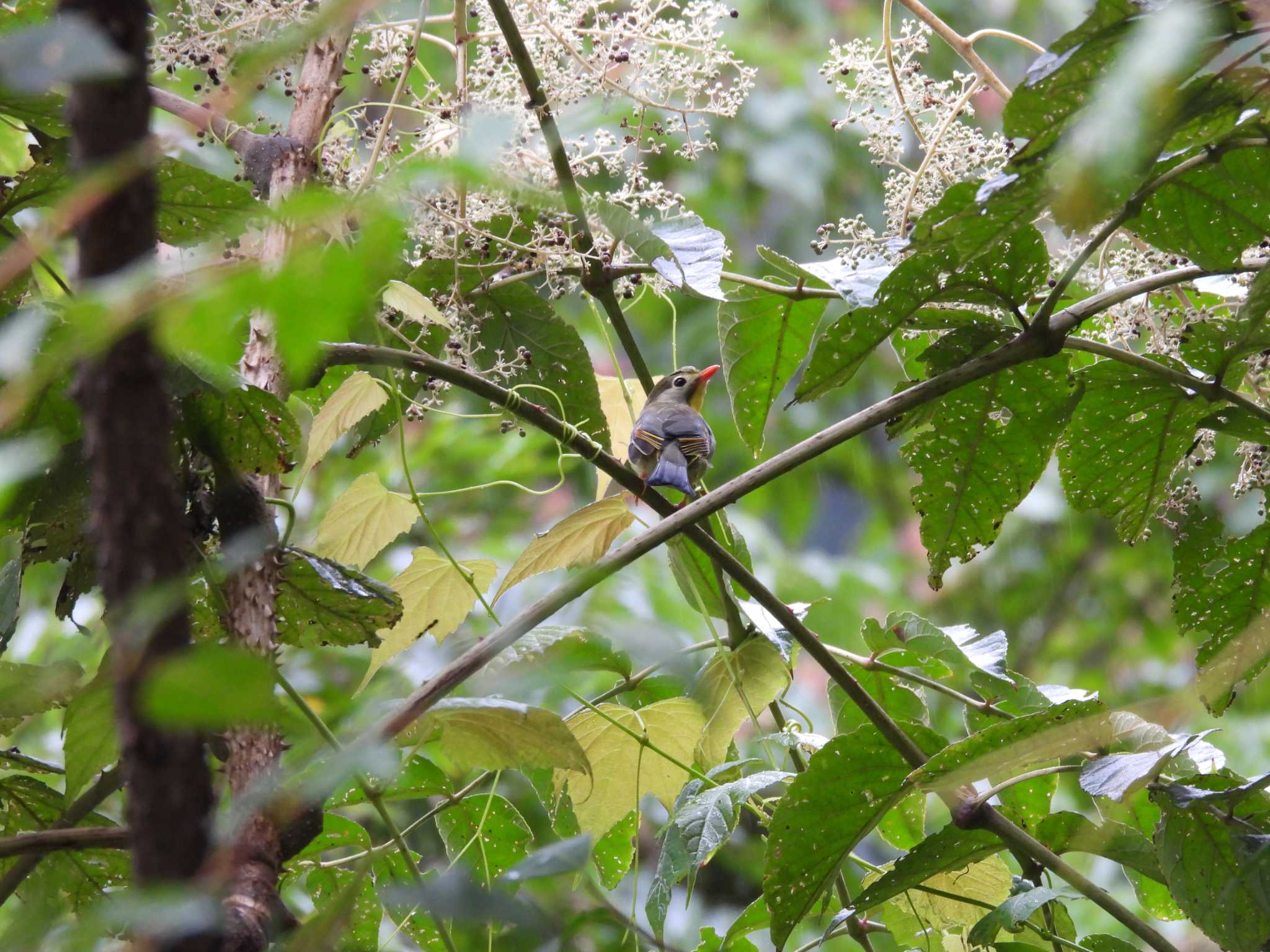 Photo of Red-billed Leiothrix at 三峰局ヶ岳林道 by aquilla