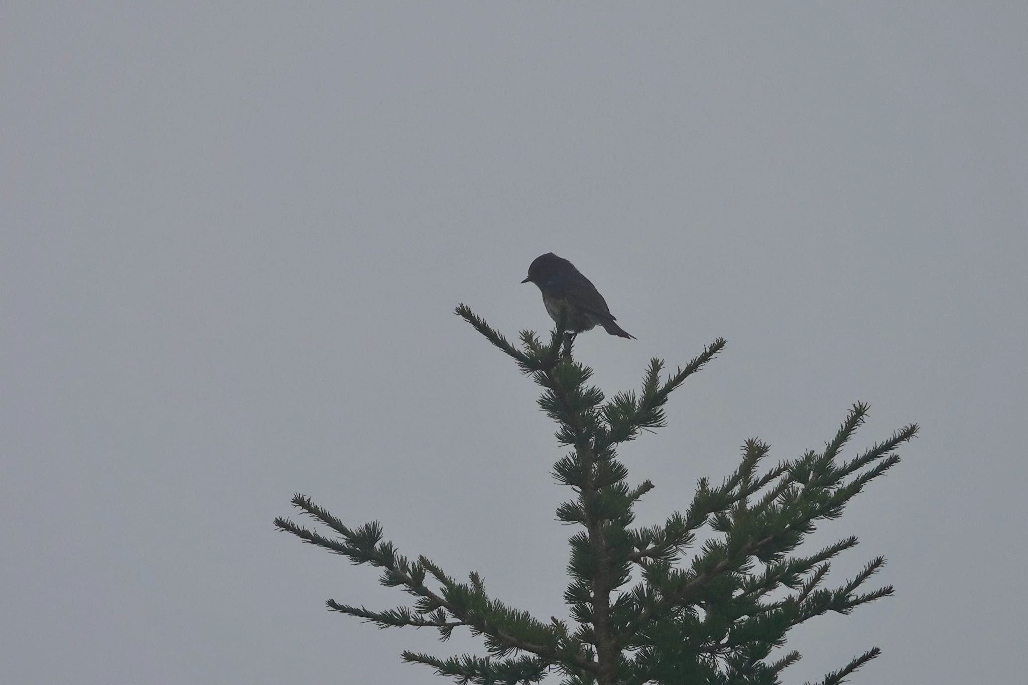 Japanese Accentor